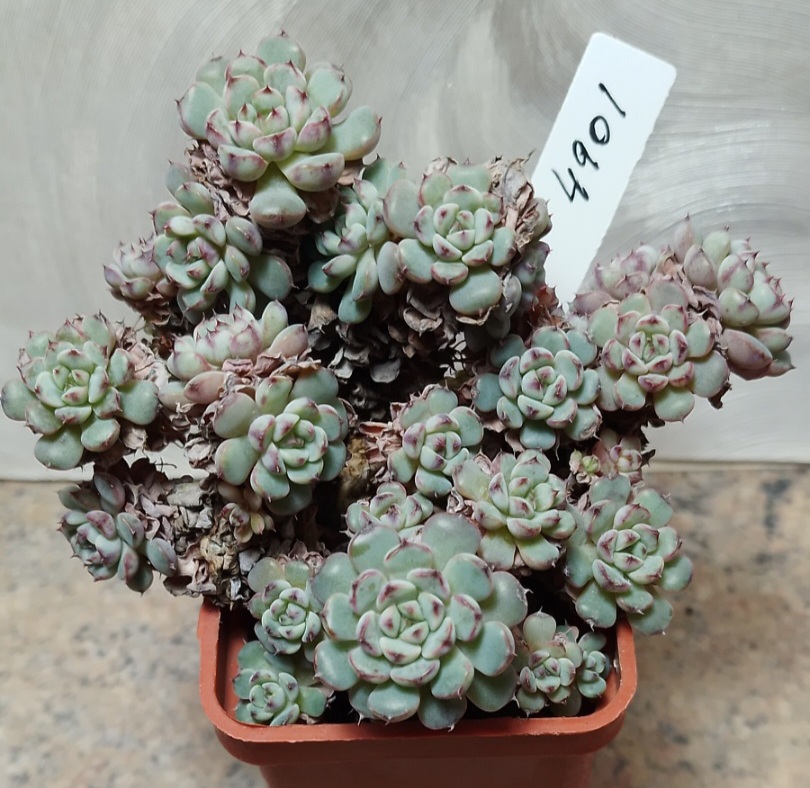 4901 Echeveria minima 4901 Echeveria minima