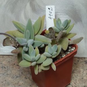 4902 Crassula namaqensis SA весь горшик
