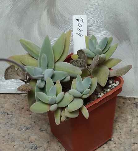 4902 Crassula namaqensis SA весь горшик