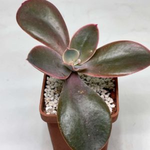 Echeveria metalica