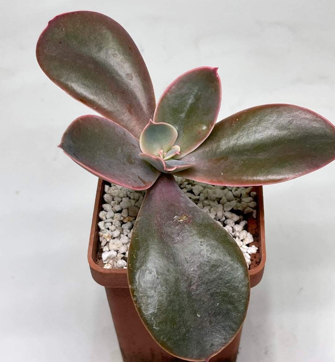 Echeveria metalica