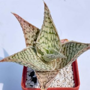 Aloe rauhii cv. 'Demi'