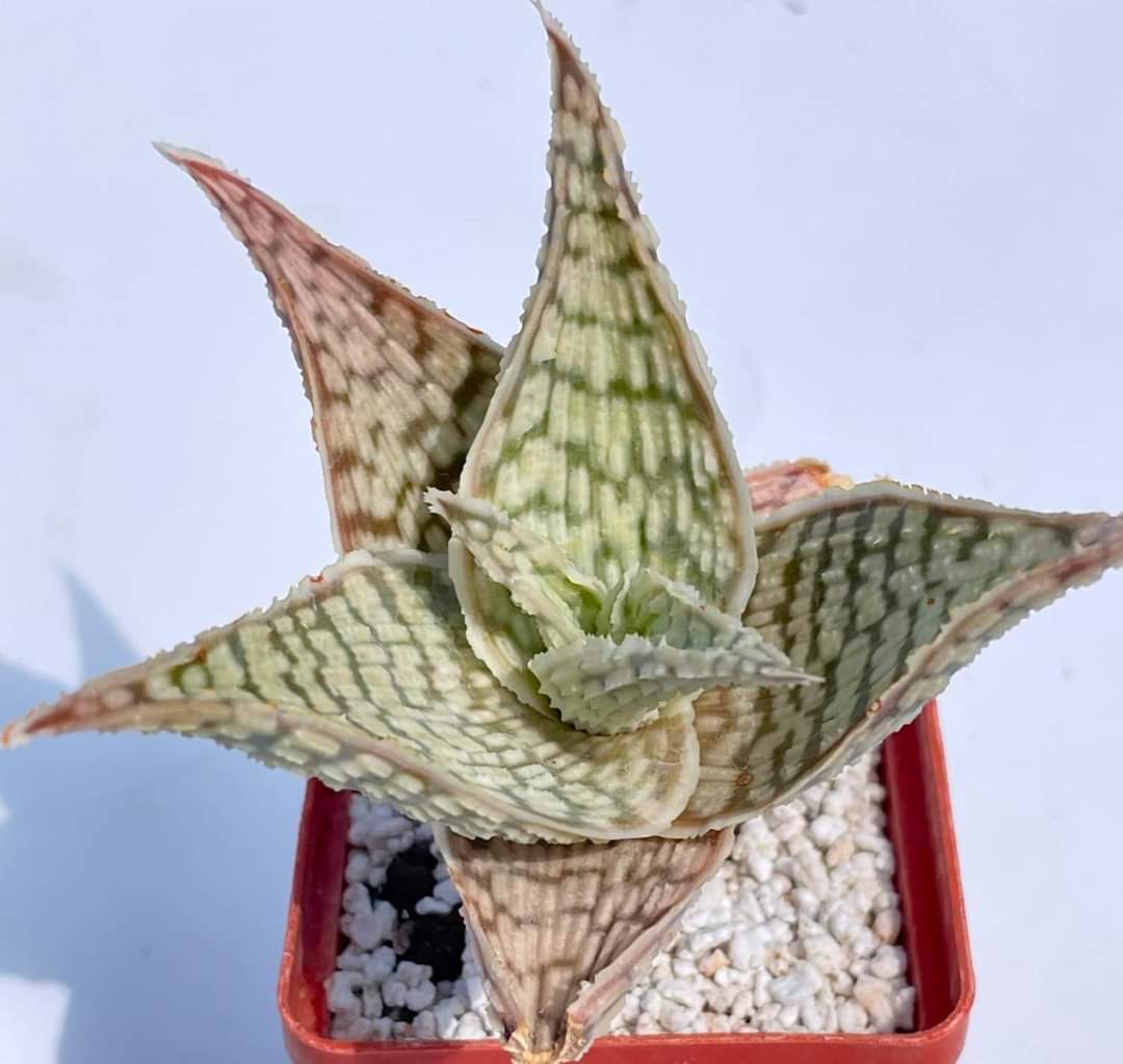 Aloe rauhii cv. 'Demi'
