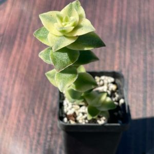 Crassula perforata f. variegata