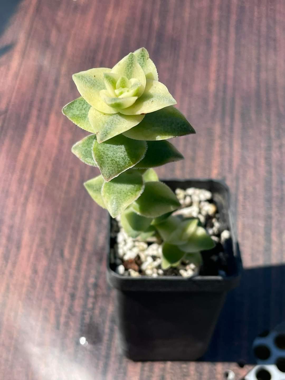 Crassula perforata f. variegata