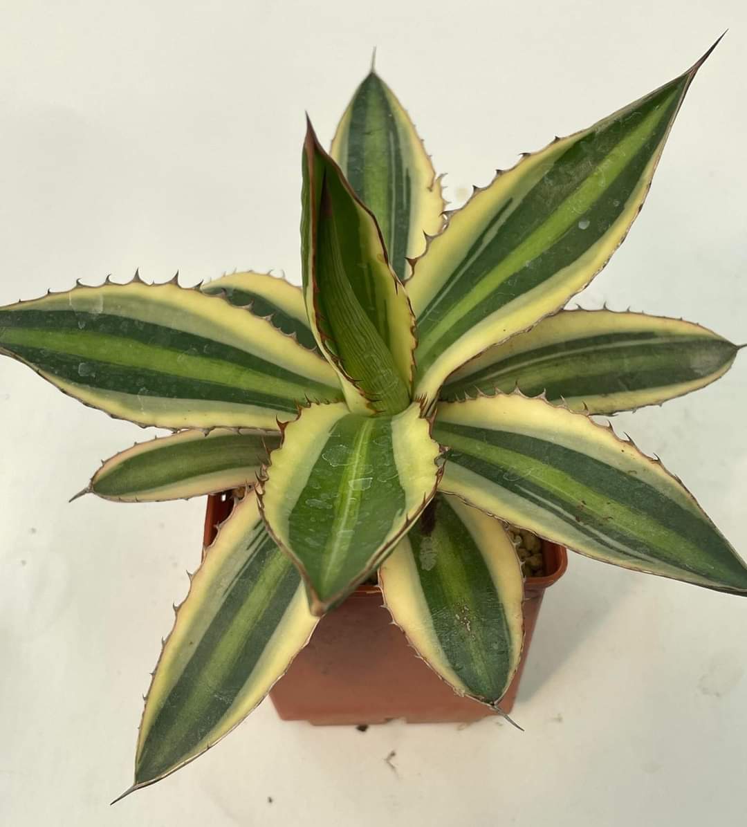 Agave lophantha "quadricolor"