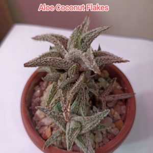 Aloe Coconut Flakes детки