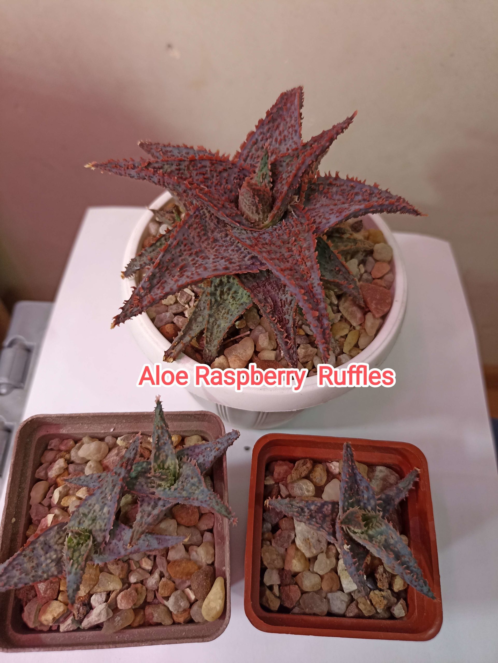Aloe Raspberry Ruffles