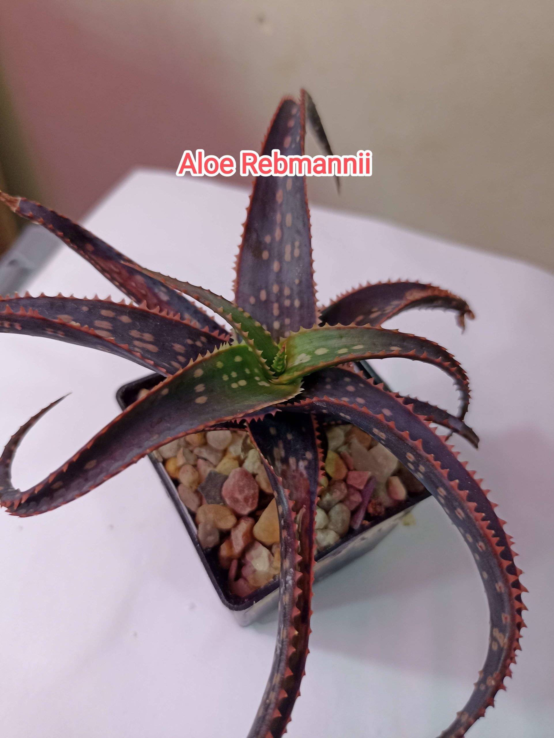 Aloe Rebmannii