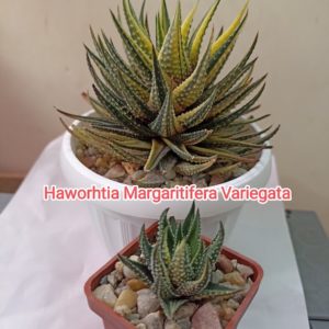 Haworthia Margaritifera f. Variegated