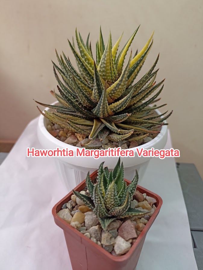 Haworthia Margaritifera f. Variegated