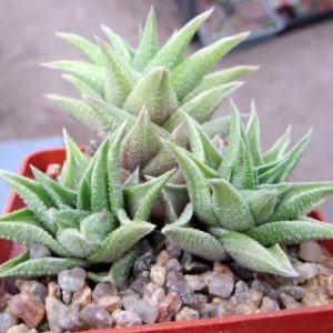 Haworthia kotengu nishiki