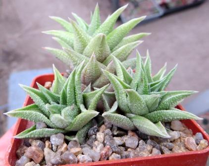 Haworthia kotengu nishiki
