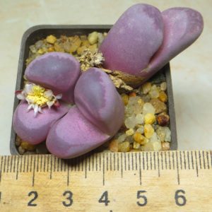 lithops optica rubra тройняшка