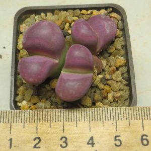 lithops optica rubra