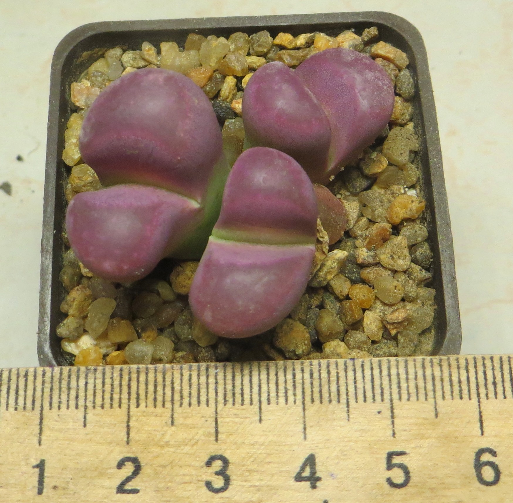 lithops optica rubra