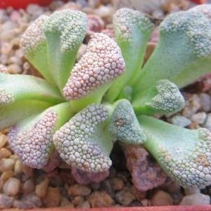 titanopsis calcarea