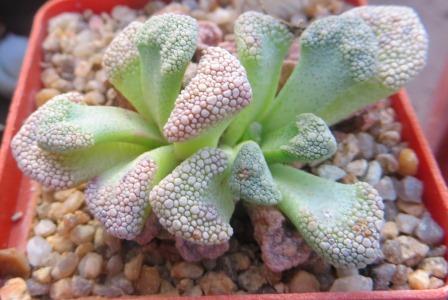 titanopsis calcarea