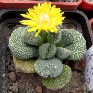 aloinopsis peersii