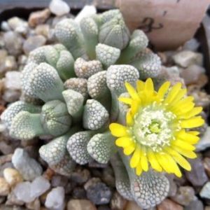 1877MG titanopsis primosii