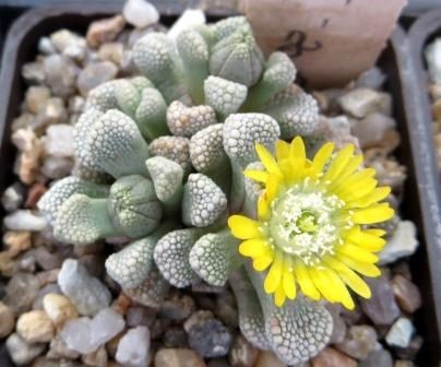 1877MG titanopsis primosii