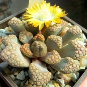titanopsis hugo-schlechteri