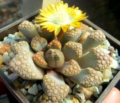 titanopsis hugo-schlechteri