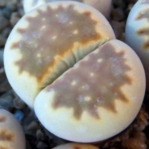 lithops julii C 063 fuscous form