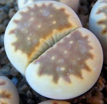 lithops julii C 063 fuscous form