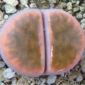 Lithops karasmontana ssp. bella 'Fenestrata'
