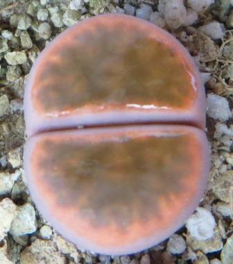Lithops karasmontana ssp. bella 'Fenestrata'