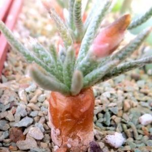 anacampseros alstonii