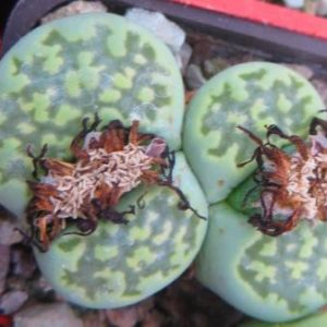 lithops salicola 'malachite'