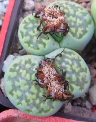 lithops salicola 'malachite'