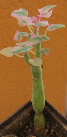 senecio articulatus variegated