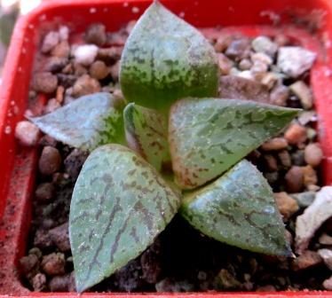 haworthia comptoniana akanko x haworthia comptoniana
