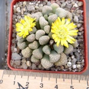 titanopsis luederitzii