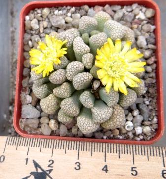 titanopsis luederitzii