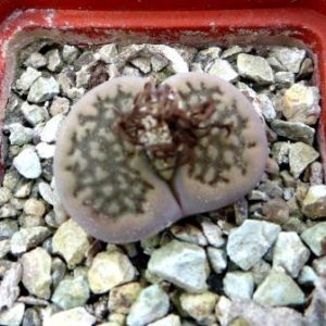1606 MG Lithops hallii (C135) brown