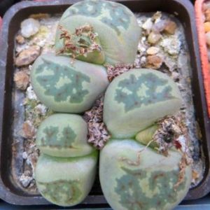 lithops dorotheae тройняшка