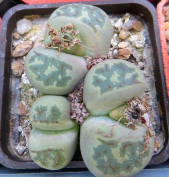 lithops dorotheae тройняшка