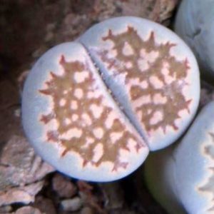 lithops hallii salicola maculata