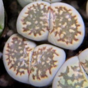 lithops hallii salicola maculata