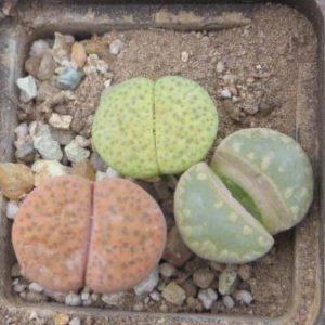 lithops mix
