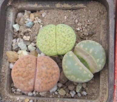 lithops mix