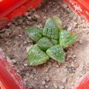 haworthia picta tricolor