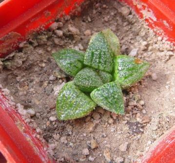 haworthia picta tricolor
