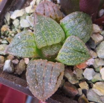 haworthia picta red
