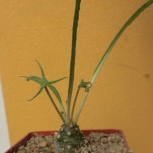 dorstenia crispa var. lancifolia