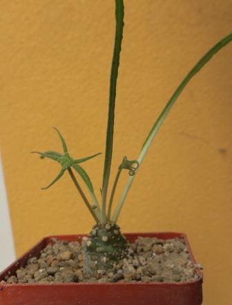 dorstenia crispa var. lancifolia